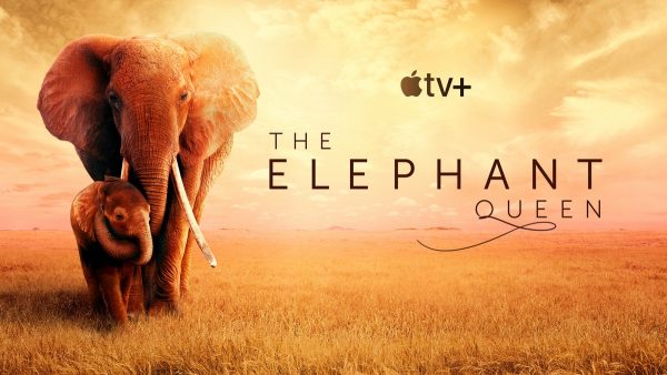 Exclusive Emmy Awards Interview – Composer Alex Heffes on The Elephant Queen post thumbnail